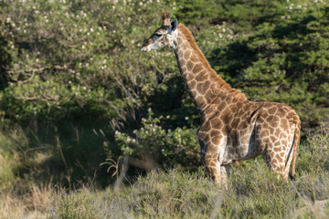 South Africa, Eastern Cape, East London. Inkwenkwezi Game Reserve. Young giraffe (Wild, Giraffa camelopardalis) in grassland habitat.