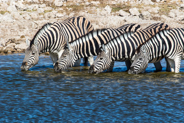Fototapeta na wymiar Africa, Namibia, Etosha National Park. Zebras at the watering hole