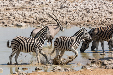 Fototapeta na wymiar Namibia. Nervous Zebra take off from the waterhole, Etosha National Park.
