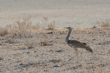 A Kori Bustard, Ardeotis kori, walks in the arid desert of Namibia's Etosha National Park.