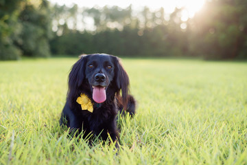 Black lab mix on grass posing for the camera