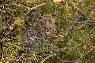South Africa, Sabi Sabi Private Game Reserve. Leopard cub hiding from hyenas. Credit as: Jim Zuckerman / Jaynes Gallery / DanitaDelimont.com
