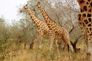 Niger, Koure, Giraffes in bushes in the west african savanna