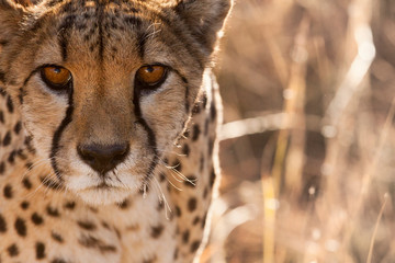 Cheetah Conservation Fund, Namibia. Africa. Off-center close-up of a cheetah.