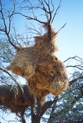 Africa, Namibis. A nest of the Social Weaver or Sociable Weaver (Philetairus socius). Many birds nest in separate holes in the nest.