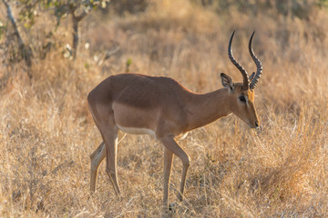 Africa, South Africa, Ngala Private Game Reserve. Impala in brush. 