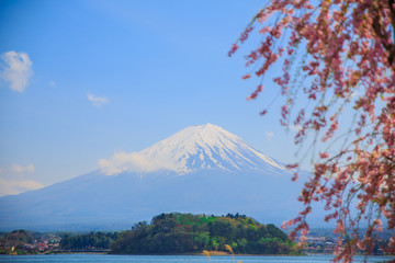 Mt diamond fuji with snow and flower garden along the lake walkway at Kawaguchiko lake in japan, Mt...
