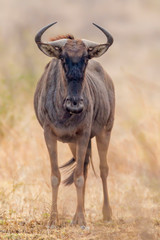 Naklejka na ściany i meble Africa, South Africa, Londolozi Private Game Reserve. Frontal view of gnu. 
