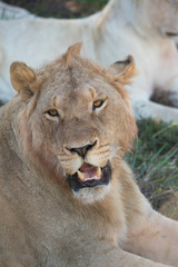 Naklejka na ściany i meble South Africa, Eastern Cape, East London. Inkwenkwezi Game Reserve. Young male lion