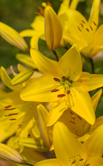 bouquet of yellow Lily growing in the garden