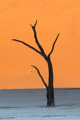 Dead silhouetted trees in Deadvlei, Sossusvlei, Namibia