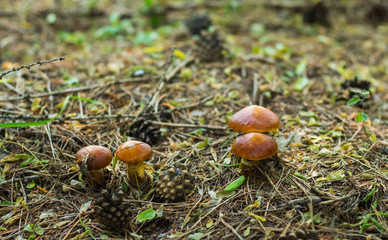 a lot of mushrooms growing in the coniferous forest