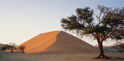 Fototapeta na wymiar Namibia, Namib Naukluft National Park, Acacia tree and red sand dunes at Sossusvlei