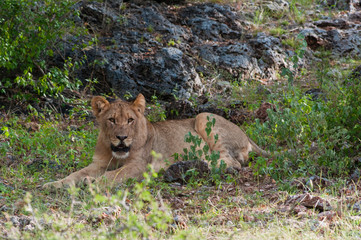 Young Lion (Panthera leo), Namibia.