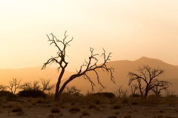 Plakat Africa, Namibia, Namib Desert, Namib-Naukluft National Park, Sossusvlei. Dead camel thorn tree with red dunes in the background.