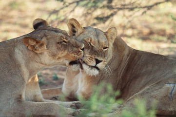 South Africa, Kalahari Gemsbok National Park (Kgalagadi Transfrontier Park), Pride of Lion (Panthera Leo) in shade