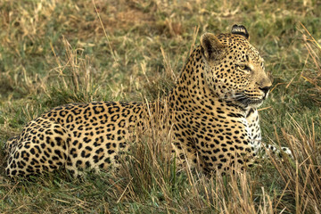 South Africa, Sabi Sabi Private Game Reserve. Adult leopard resting in grass. Credit as: Jim Zuckerman / Jaynes Gallery / DanitaDelimont.com