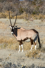 Naklejka na ściany i meble Africa, Namibia, Etosha National Park. Oryx
