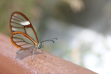 Costa Rica Clearwing