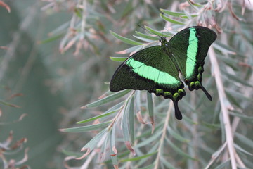 Banded Peacock