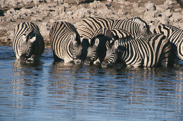 Fototapeta na wymiar Namibia, Etosha National Park, Burchell's zebras (Equus burchellii) drinking from river