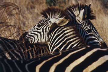 South Africa, View of Zebra (Equus Burchellii),