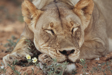 South Africa, Kalahari Gemsbok National Park (Kgalagadi Transfrontier Park), Lioness sleep by wildflower