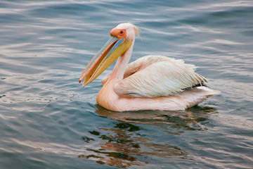 Walvis Bay, Namibia. Eastern White Pelican resting on the water.
