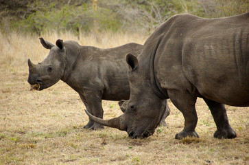 Africa, South Africa, KwaZulu Natal, Hluhluwe, White rhino in Zulu Nyala Game Reserve (mother and son) 