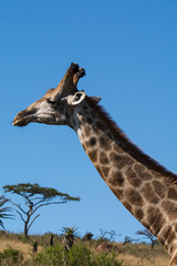 South Africa, Durban, Tala Game Reserve. Giraffe (Wild, Giraffa camelopardalis), head detail.