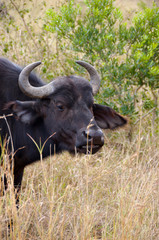 Africa, South Africa, KwaZulu Natal, Hluhluwe, Zulu Nyala Game Reserve, Cape Buffalo 