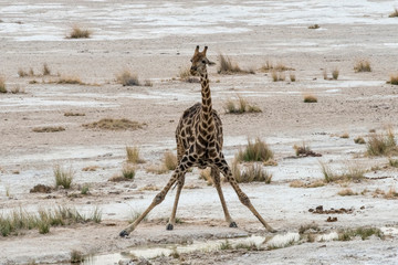 Giraffe drinking water at a waterhole, Etosha National Park. Oshikoto Region, Namibia.