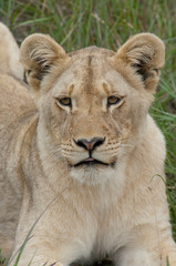 Fototapeta na wymiar South Africa, East London, Inkwenkwezi Private Game Reserve. Wild African lion cub (Panthera leo)