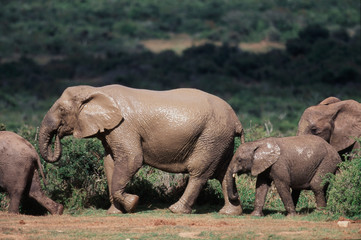 Naklejka na ściany i meble South Africa, Addo Elephant National Park, Elephants gathering around water hole
