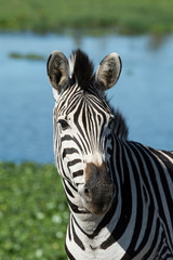 South Africa, Durban. Tala Game Reserve. Plains zebra (Equus quagga, formerly Equus burchellii), aka common zebra or Burchell's zebra in front of pond.