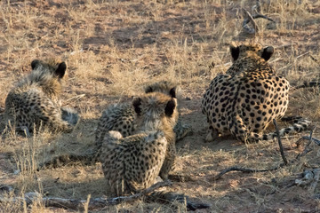 Cheetah mother with cubs hunting, Kgalagadi Transfrontier Park, South Africa