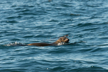 Obraz premium Seal in the ocean, Knysna Lagoon. Western Cape Province, South Africa.