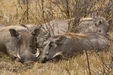 Tanzania, Ngorongoro Conservation Area. Warthog family sleeping. Credit as: Dennis Kirkland / Jaynes Gallery / DanitaDelimont.com