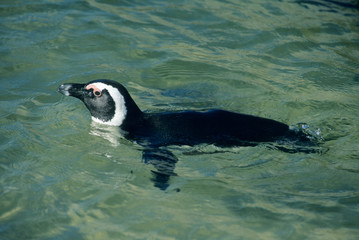 African Penguin (Spheniscus demersus), swimming, Cape Peninsula, S Africa.