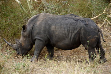 Africa, South Africa, KwaZulu Natal, Hluhluwe, white rhino on Zulu Nyala Game Reserve 
