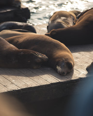 Pier 39 Sea lions san francisco california