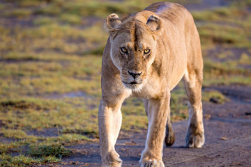 Africa, Tanzania, Serengeti. Lion (Panthera leo).