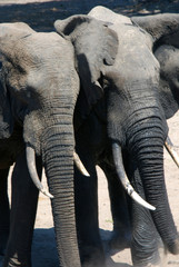 Africa, South Africa, KwaZulu Natal, Westville, elephants in Tembe Elephant Park 