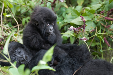 Obraz premium Africa, Rwanda, Volcanoes National Park. Young mountain gorilla resting on mother's stomach.