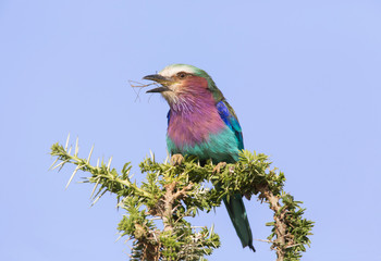 Africa, Tanzania, Serengeti. Lilac-breasted Roller (Coracias caudata), with a walking stick insect.