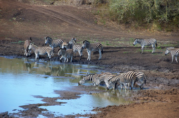 Fototapeta na wymiar Africa, South Africa, KwaZulu Natal, Hluhluwe, Zulu Nyala Game Reserve, zebra at waterhole 
