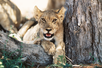 South Africa, Kalahari Gemsbok National Park, (Kgalagadi Transfrontier Park), Lion cub(Panthera Leo) resting under acacia tree shade