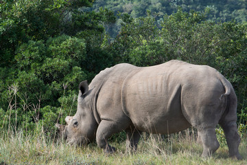 South Africa, Eastern Cape, East London. Inkwenkwezi Game Reserve. White rhinoceros (Wild, Ceratotherium simum) Horns have been 'tipped' or cut off to discourage poachers.