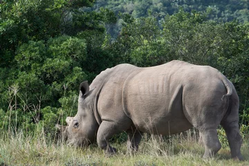 Foto op Plexiglas South Africa, Eastern Cape, East London. Inkwenkwezi Game Reserve. White rhinoceros (Wild, Ceratotherium simum) Horns have been 'tipped' or cut off to discourage poachers. © Cindy Miller Hopkins/Danita Delimont