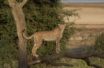 Fototapeta na wymiar Africa, Tanzania, Serengeti. Cheetah mother (Acinonyx Jubatus) on the hunt